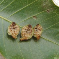 Ficus religiosa L.